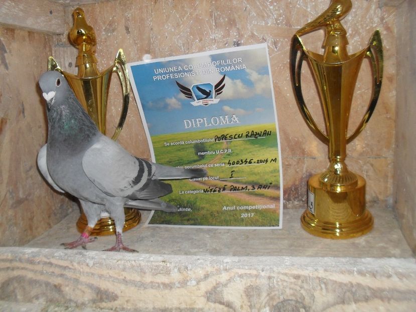 M 14 LOC I VITEZA 2016 - VOIAJORI SPORT DE VANZARE