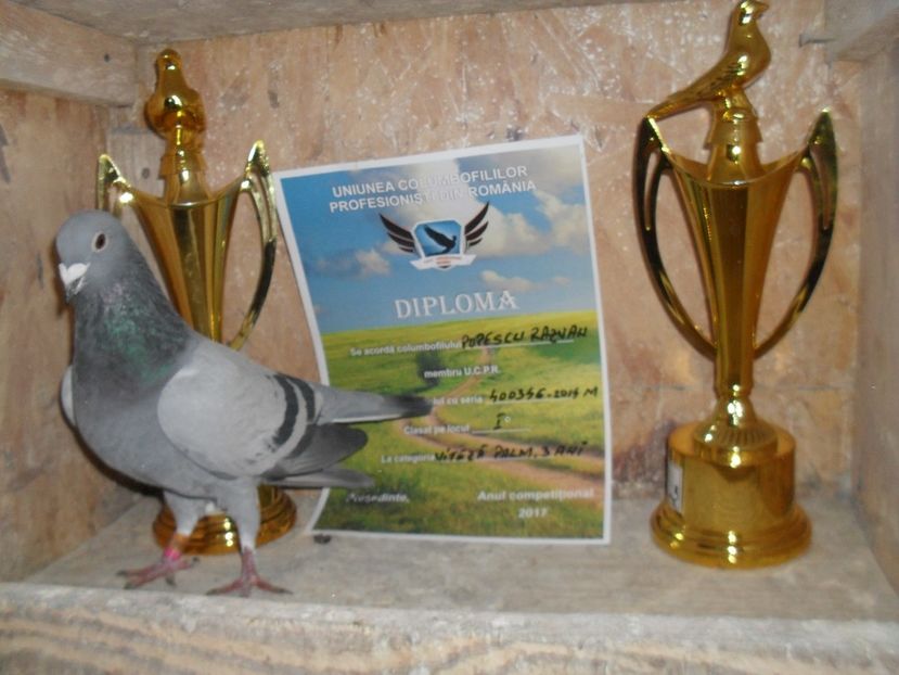  - VOIAJORI SPORT DE VANZARE