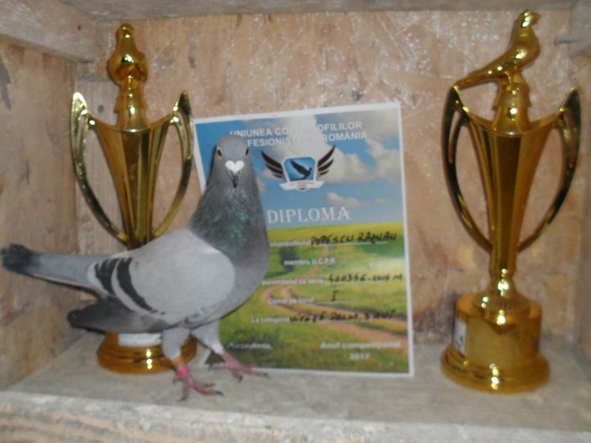  - VOIAJORI SPORT DE VANZARE