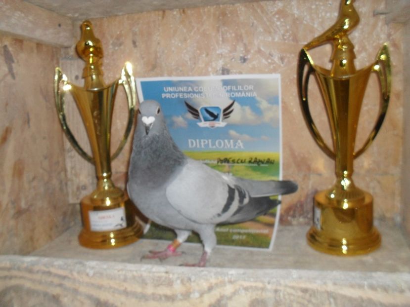  - VOIAJORI SPORT DE VANZARE