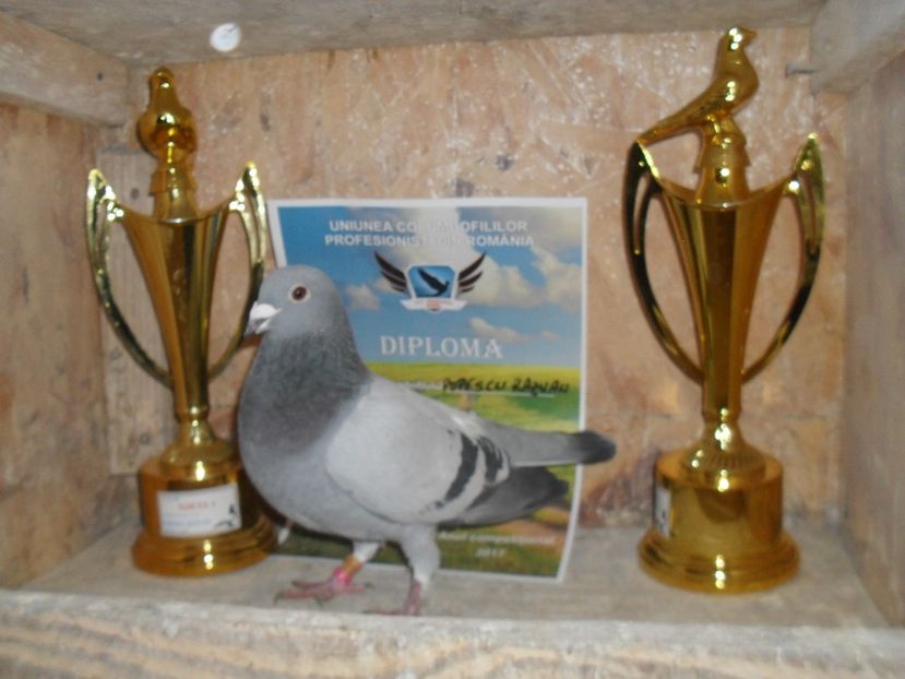  - VOIAJORI SPORT DE VANZARE