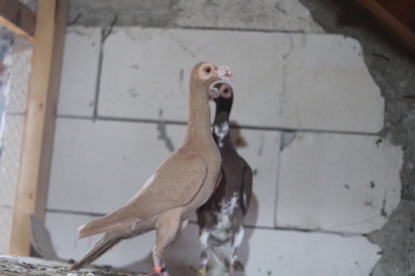 AAD1743D-E3BB-42FA-831D-5F298F40B5D0 - CARIERI MATCA 2018