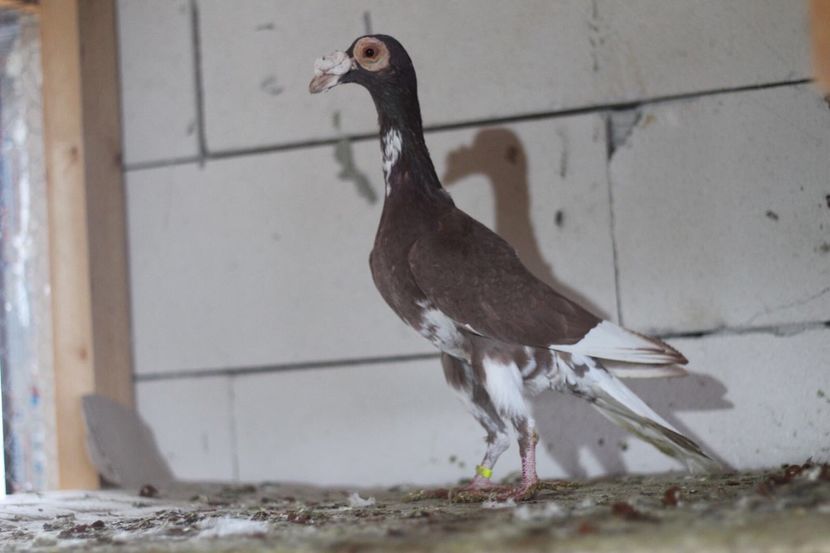 A3C427E7-A7A3-410E-8EB0-0D376F2727C1 - CARIERI MATCA 2018