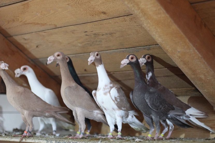 7DDD6855-9B4D-48D1-8FCF-516A5594E3F8 - CARIERI MATCA 2018