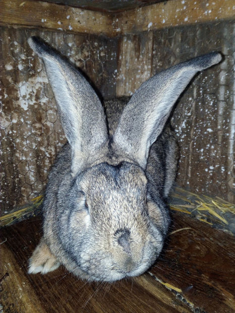  - de vanzare mascul urias german 8 luni 80 lei