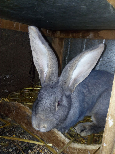  - de vanzare mascul urias german 8 luni 80 lei