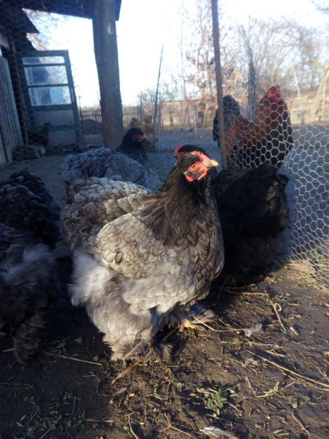  - conchinchina urias albastru