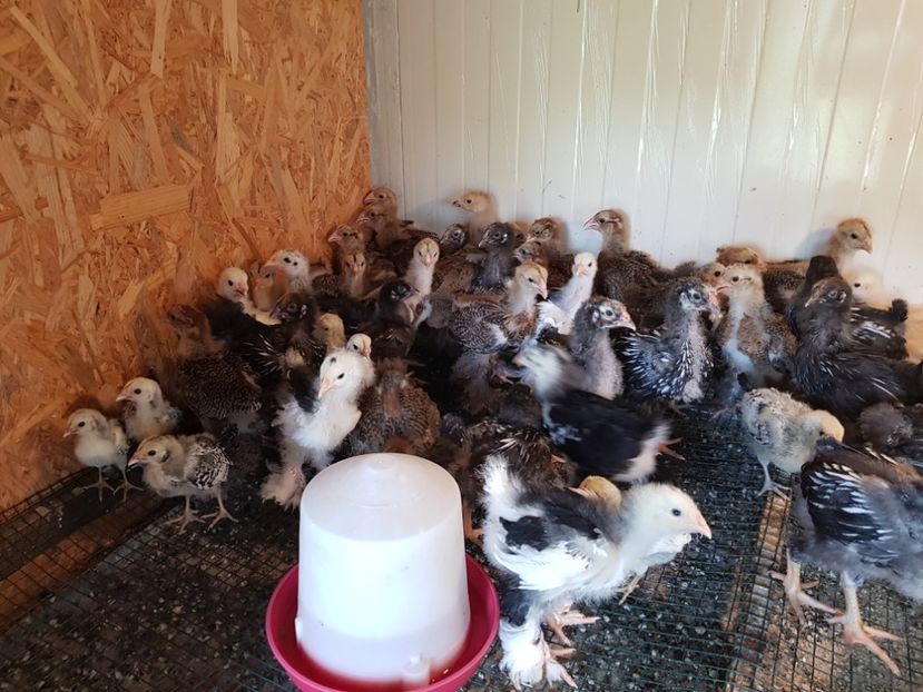 Prima serie de pui 03-03-2017 - Cochinchina urias albastru