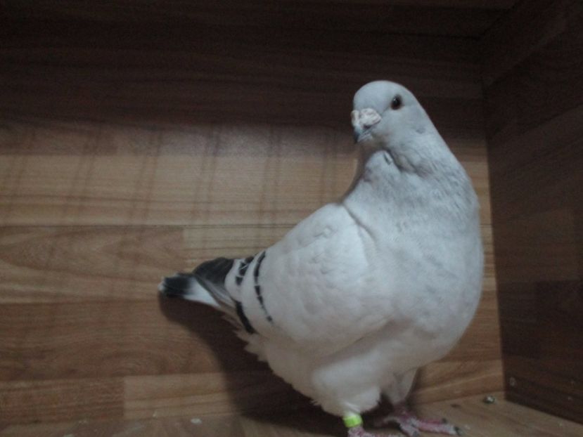 6899-17 - Masculi 2018