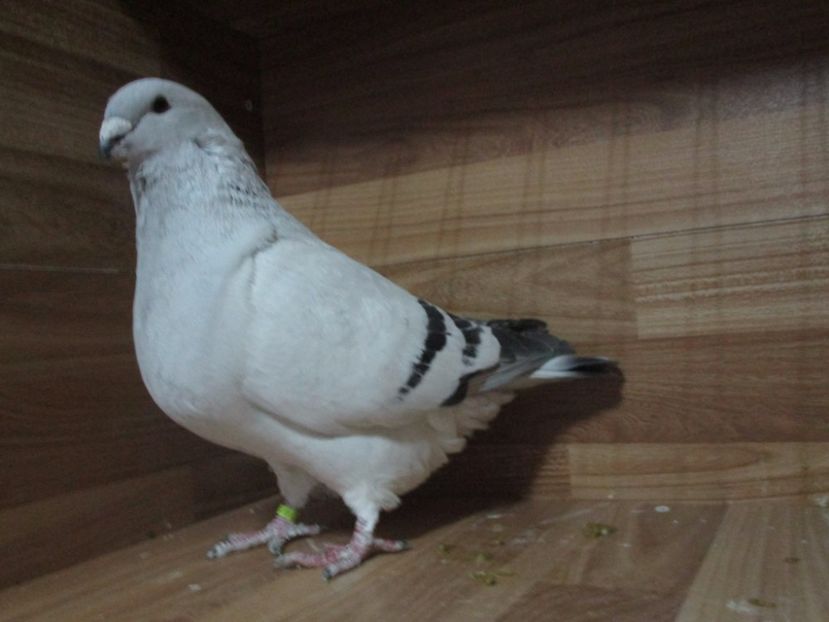 4400-17 - Masculi 2018