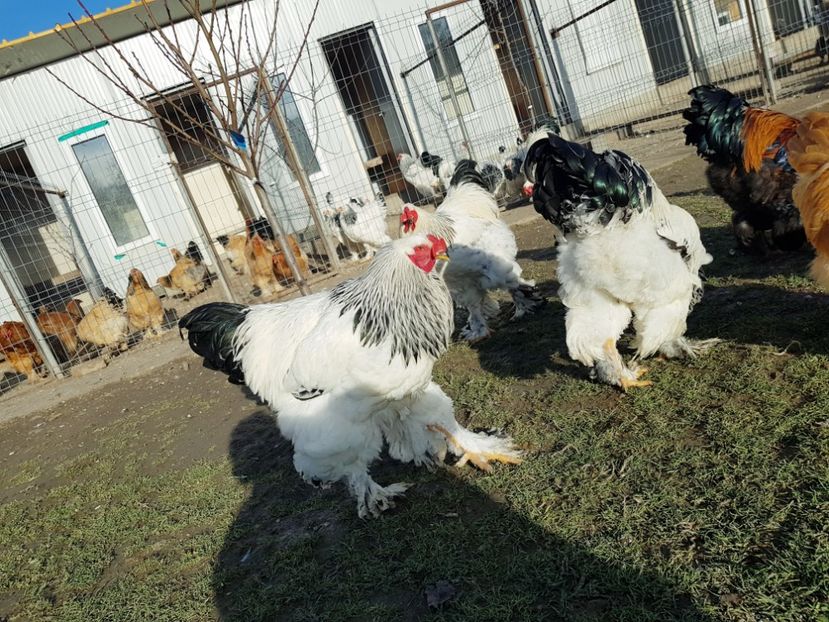 B.H.D.2017 - brahma herminat deschis