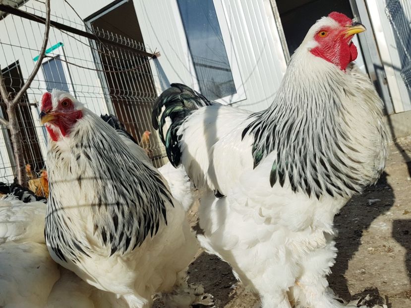 B.H.D.2017 - brahma herminat deschis