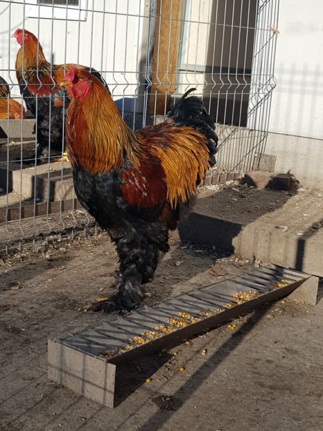 B.P.2017 - brahma potarnichiu