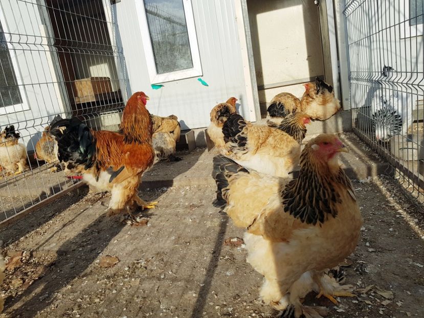b.c.2017 - Brahma columbia