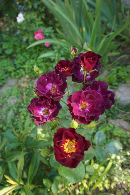 Route66 - 0 Top trandafiri shrub 120cm-150cm