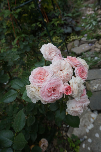  - 0 Top trandafiri floribunda