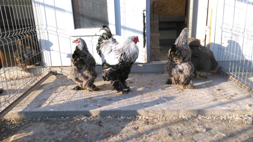  - Brahma herminat inchis