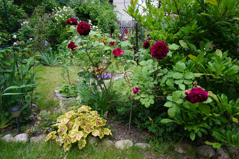 Munstead Wood - 0 Top trandafiri shrub 120cm-150cm