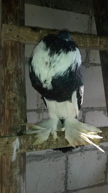  - Gusat pomerania 2019