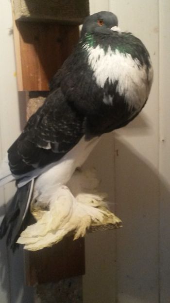 Mascul perechea 1 - Gusat pomerania 2019