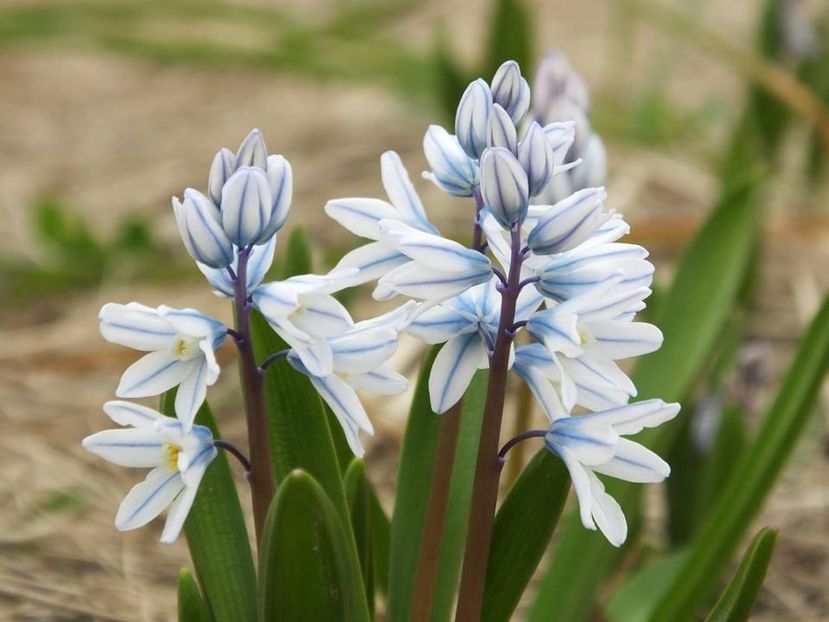 01 Martie 2016, frumos martisor, Puschinia - 2016_02-04_Febr-Aprilie