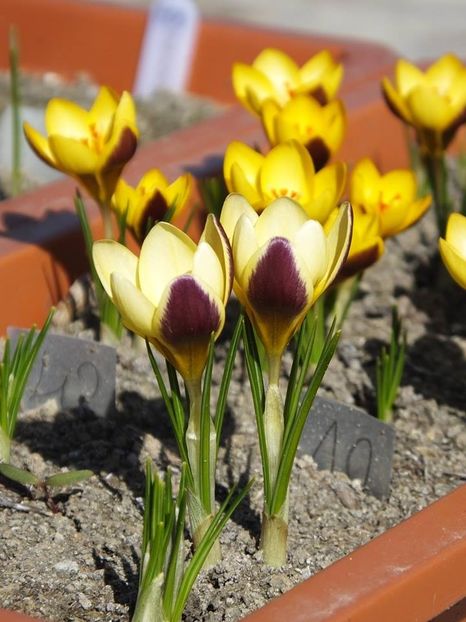  - 2016_02-04_Febr-Aprilie