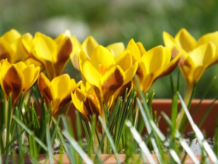  - 2016_02-04_Febr-Aprilie