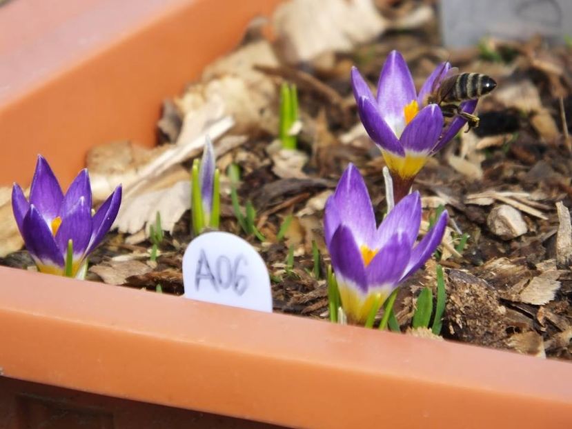  - 2016_02-04_Febr-Aprilie