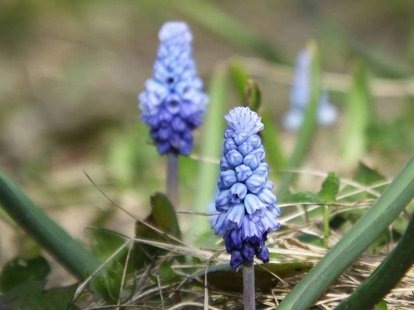  - 2016_02-04_Febr-Aprilie