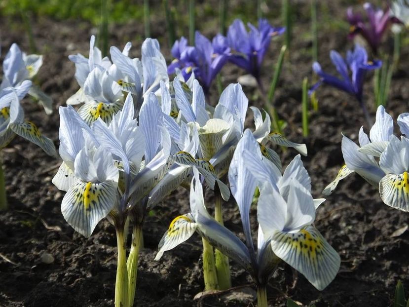  - 2016_02-04_Febr-Aprilie