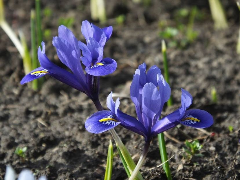  - 2016_02-04_Febr-Aprilie