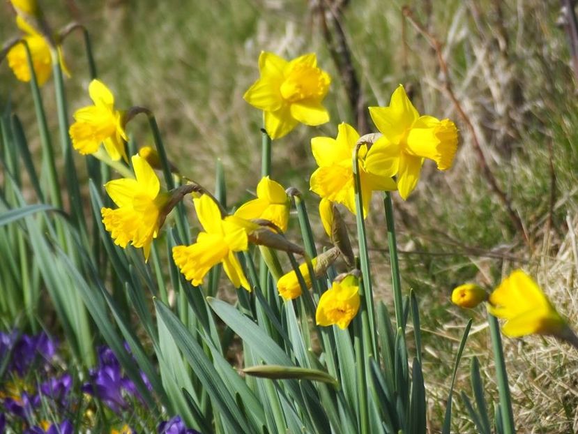  - 2016_02-04_Febr-Aprilie