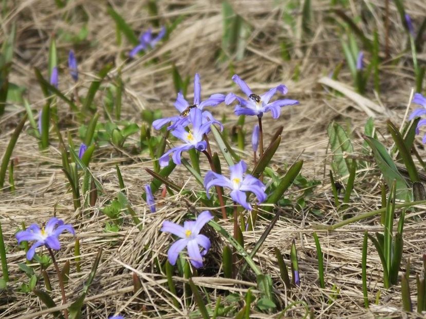  - 2016_02-04_Febr-Aprilie