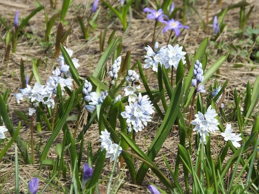  - 2016_02-04_Febr-Aprilie