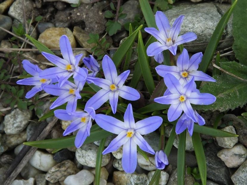 19.03-1 - 2016_02-04_Febr-Aprilie