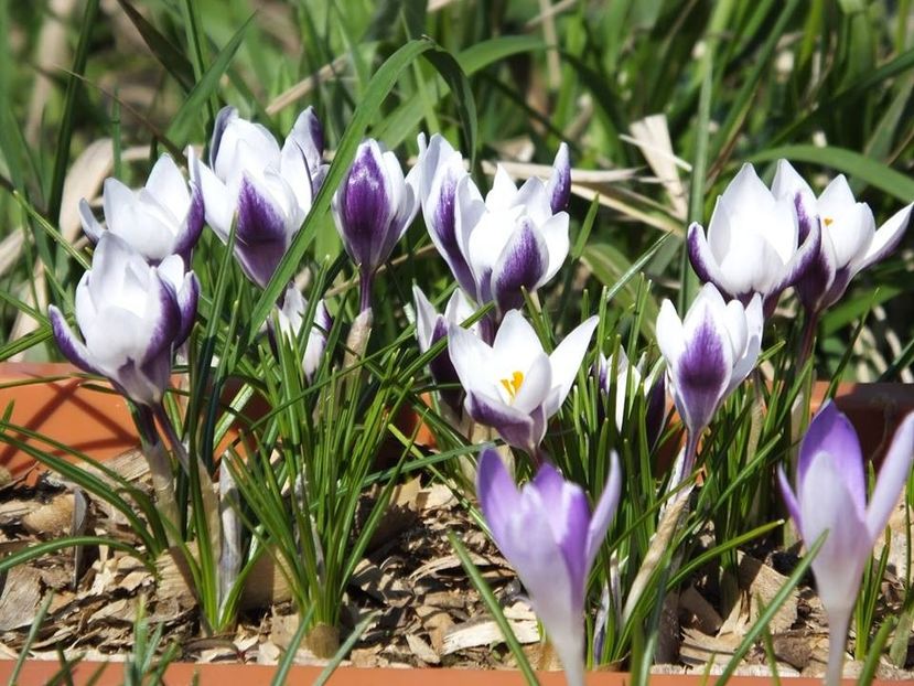 19.03-2 - 2016_02-04_Febr-Aprilie