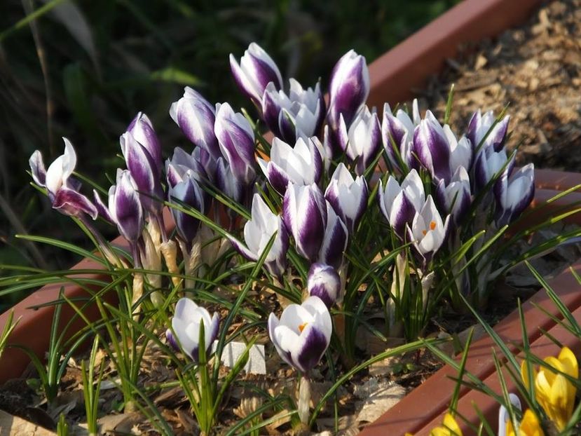 21.03-3 - 2016_02-04_Febr-Aprilie