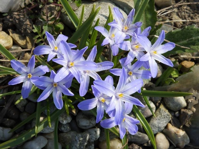 21.03-4 - 2016_02-04_Febr-Aprilie