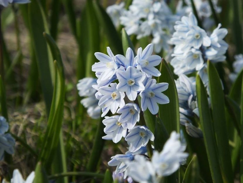 21.03-5 - 2016_02-04_Febr-Aprilie