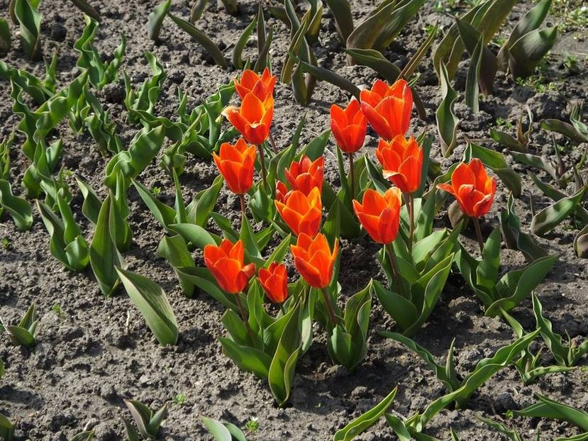 22.03-1 - 2016_02-04_Febr-Aprilie