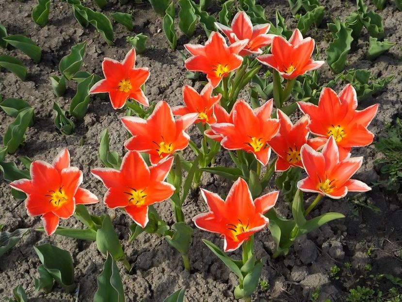 22.03-3 - 2016_02-04_Febr-Aprilie