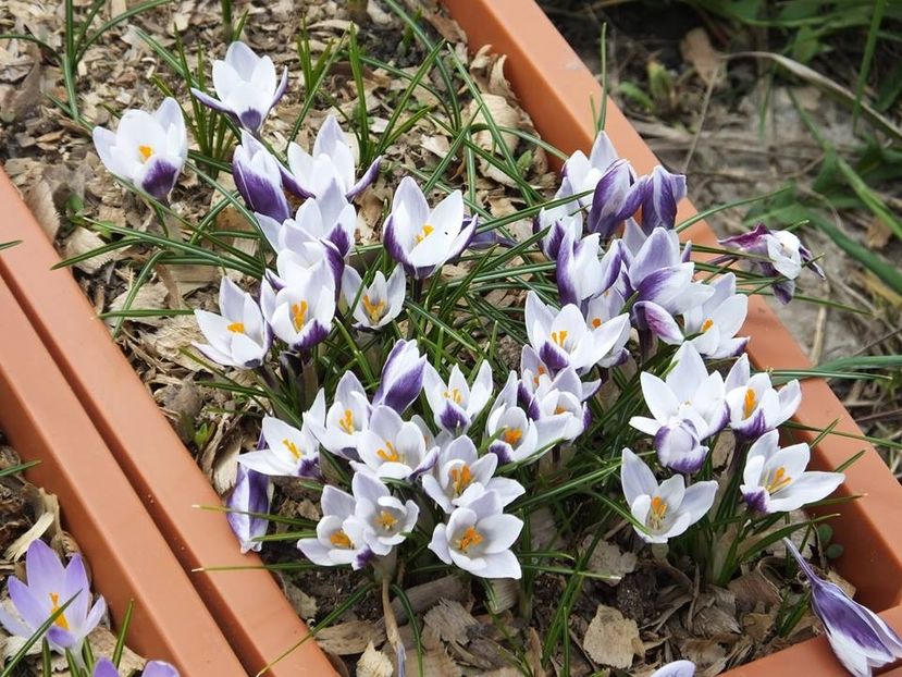 22.03-8 - 2016_02-04_Febr-Aprilie