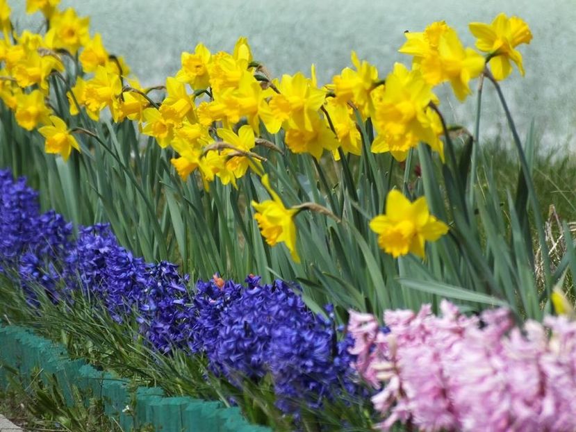 28.03-3 - 2016_02-04_Febr-Aprilie