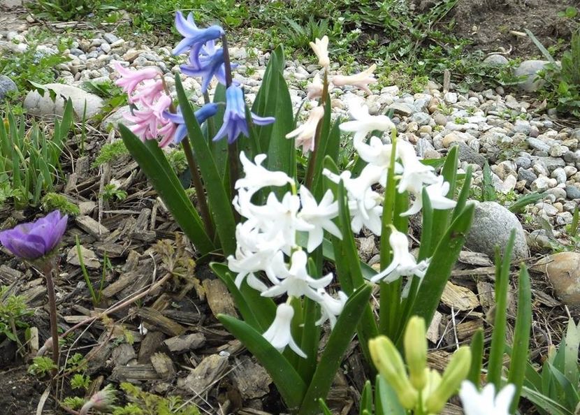 28.03-5 - 2016_02-04_Febr-Aprilie