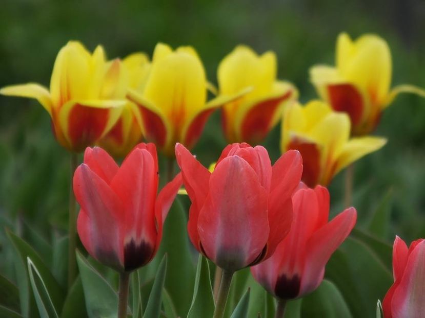 29-03-1 - 2016_02-04_Febr-Aprilie