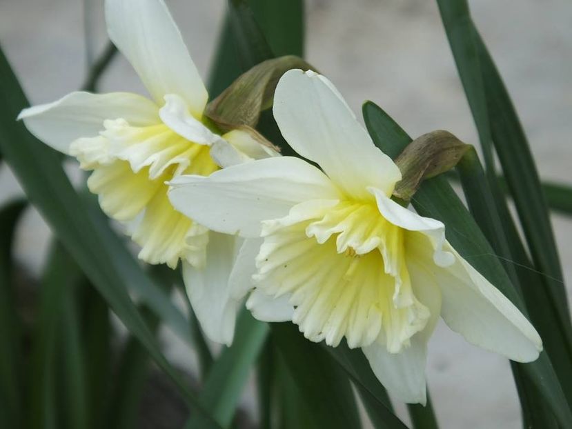 29-03-2 - 2016_02-04_Febr-Aprilie