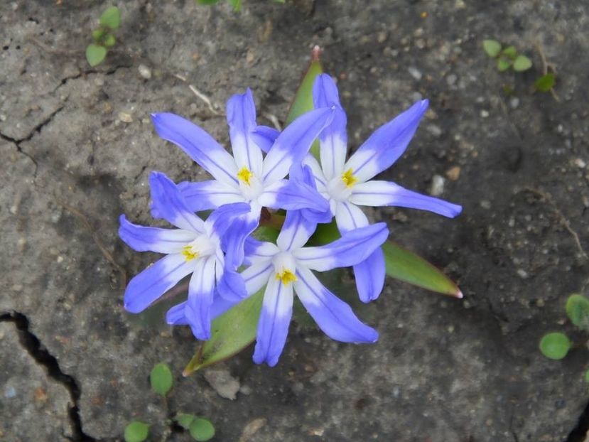 29-03-4 - 2016_02-04_Febr-Aprilie