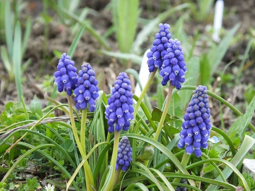 29-03-5 - 2016_02-04_Febr-Aprilie