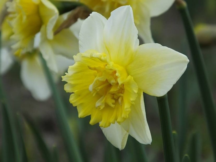 29-03-7 - 2016_02-04_Febr-Aprilie