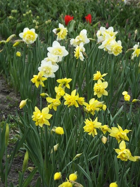 29-03-8 - 2016_02-04_Febr-Aprilie